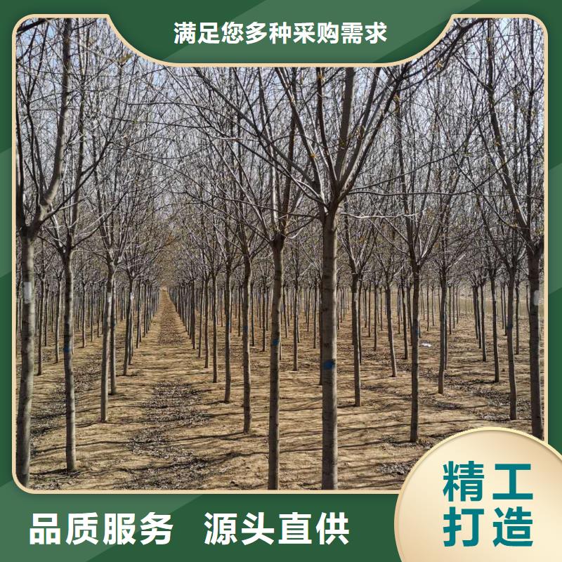 定做紫叶稠李的基地
