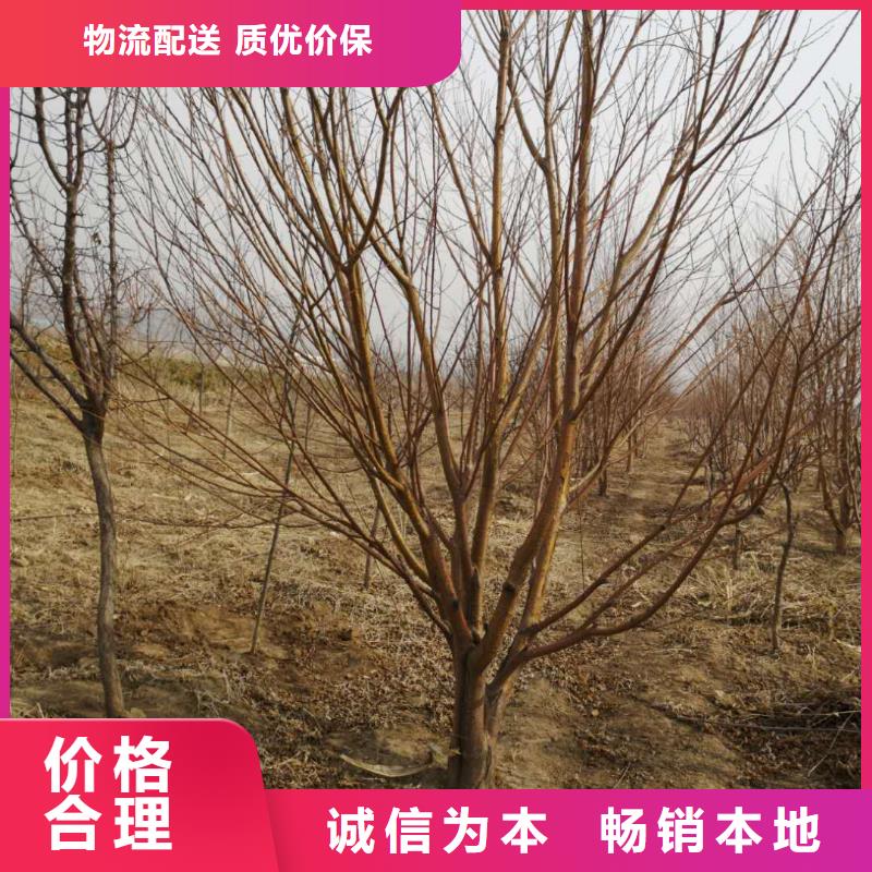 紫叶稠李-苗木种植专业合作社