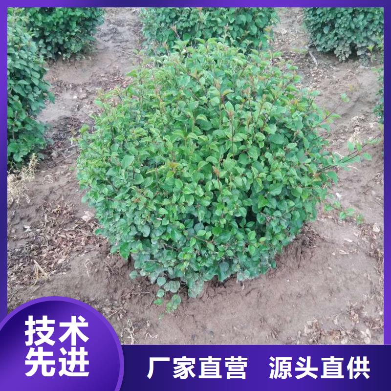 生产小叶丁香_优质厂家