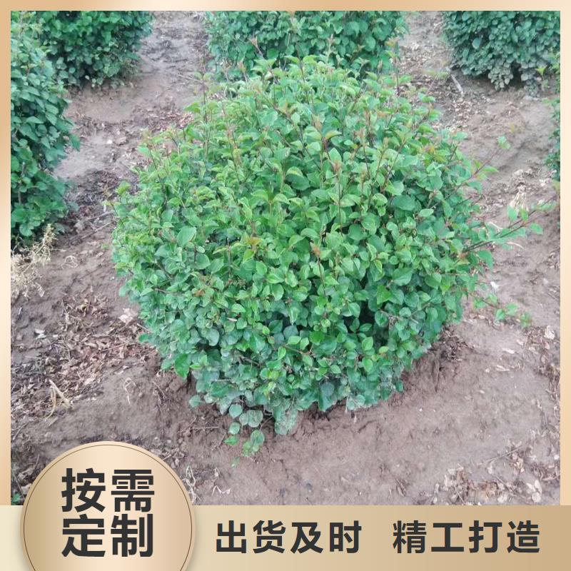可定制的小叶丁香实体厂家