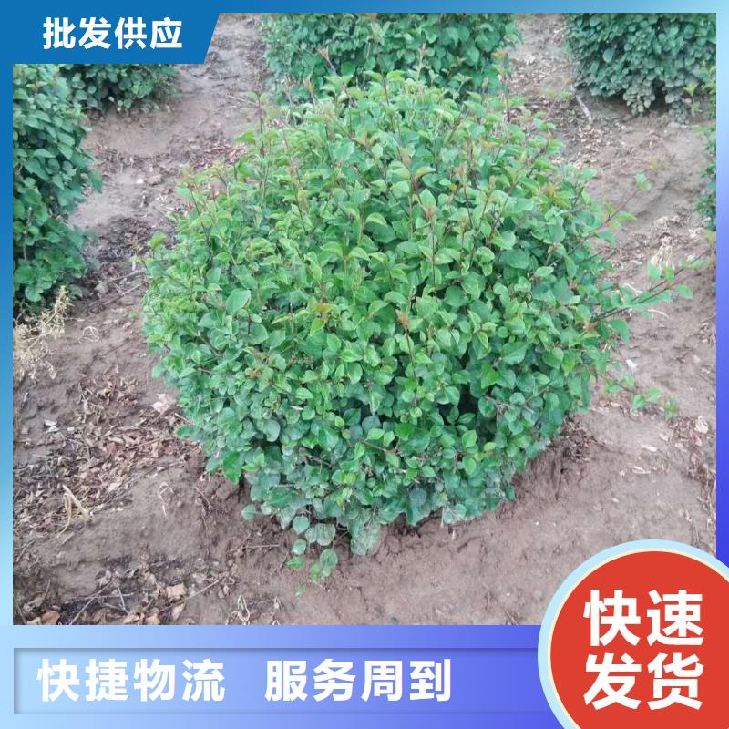 小叶丁香-可送货上门