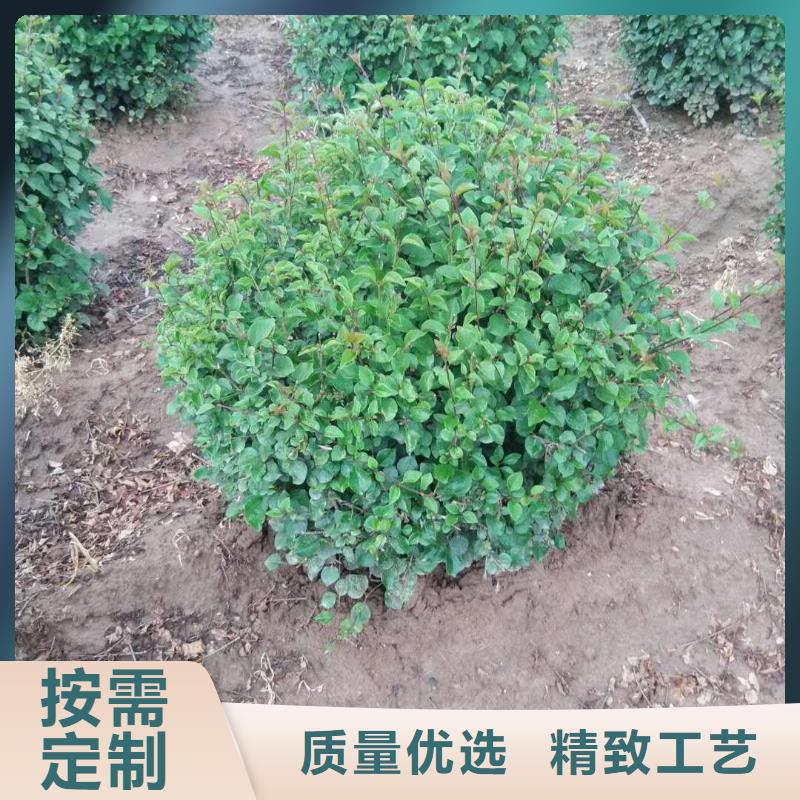 本地小叶丁香厂家工艺先进