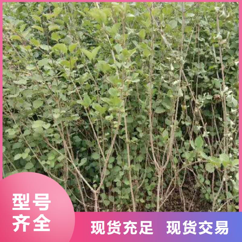 经验丰富的小叶丁香经销商
