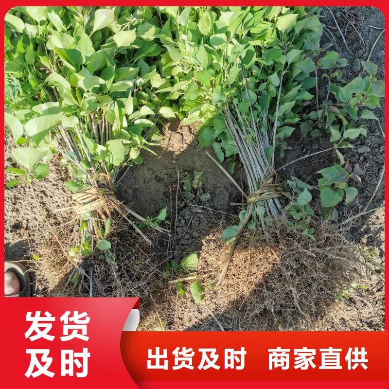 小叶丁香生产公司