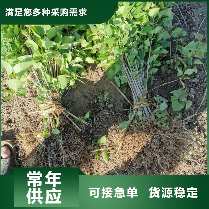 小叶丁香三年质保