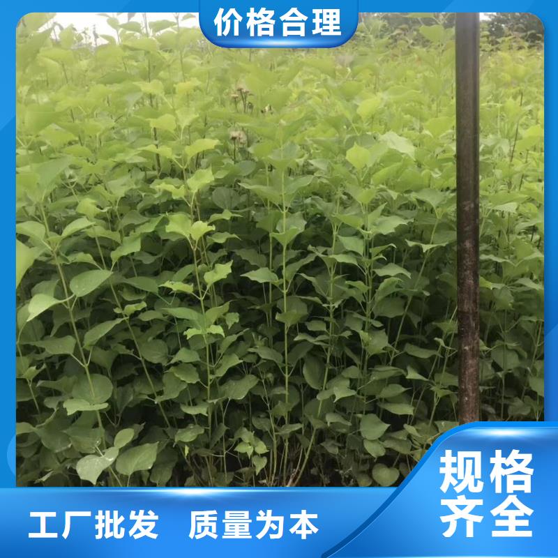 小叶丁香质保一年