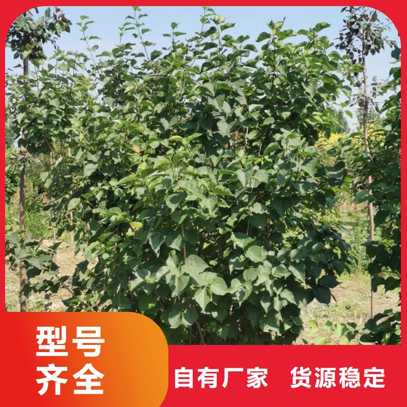 小叶丁香、小叶丁香厂家直销_大量现货