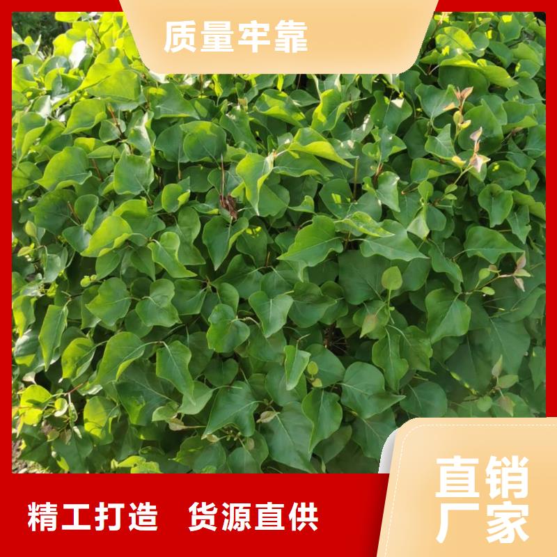 可定制的小叶丁香品牌厂家