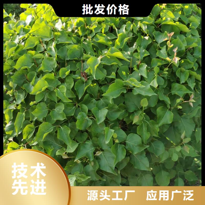 小叶丁香、小叶丁香厂家直销-找苗木种植专业合作社本地服务商