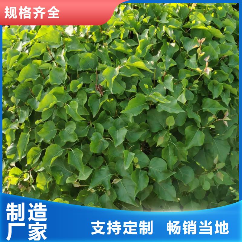 小叶丁香-加工厂家