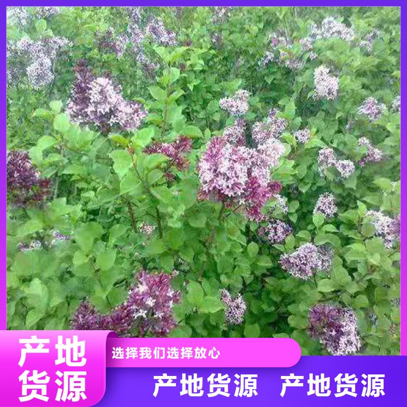 诚信的小叶丁香生产厂家