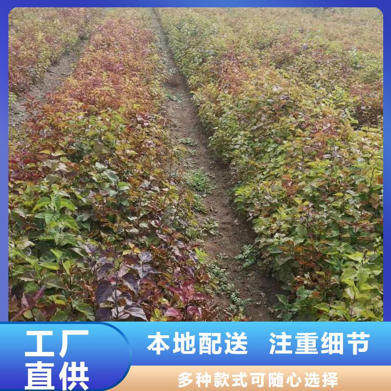 小叶丁香品牌供应商