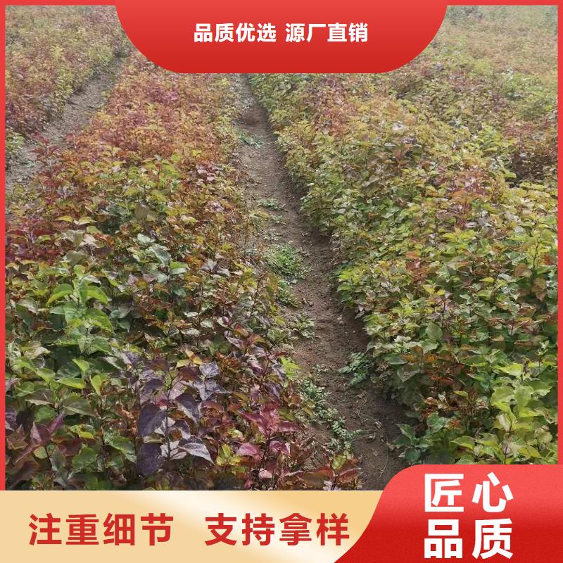 优质的小叶丁香-实体厂家可定制