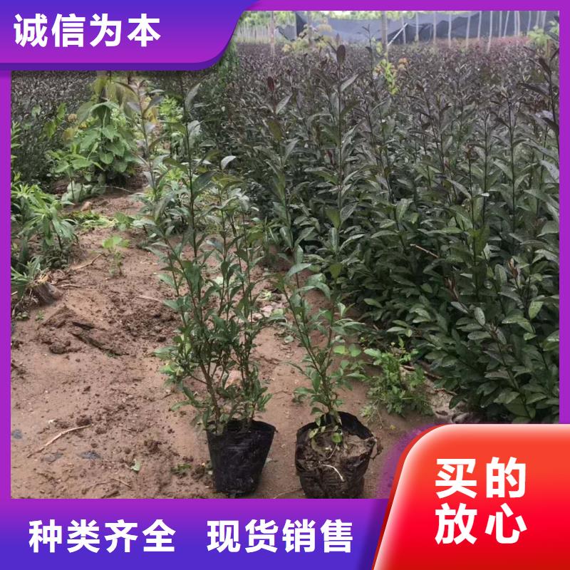 小叶丁香厂家直供 小叶丁香价格