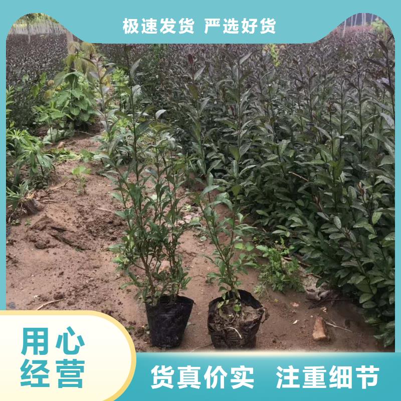 小叶丁香三年质保