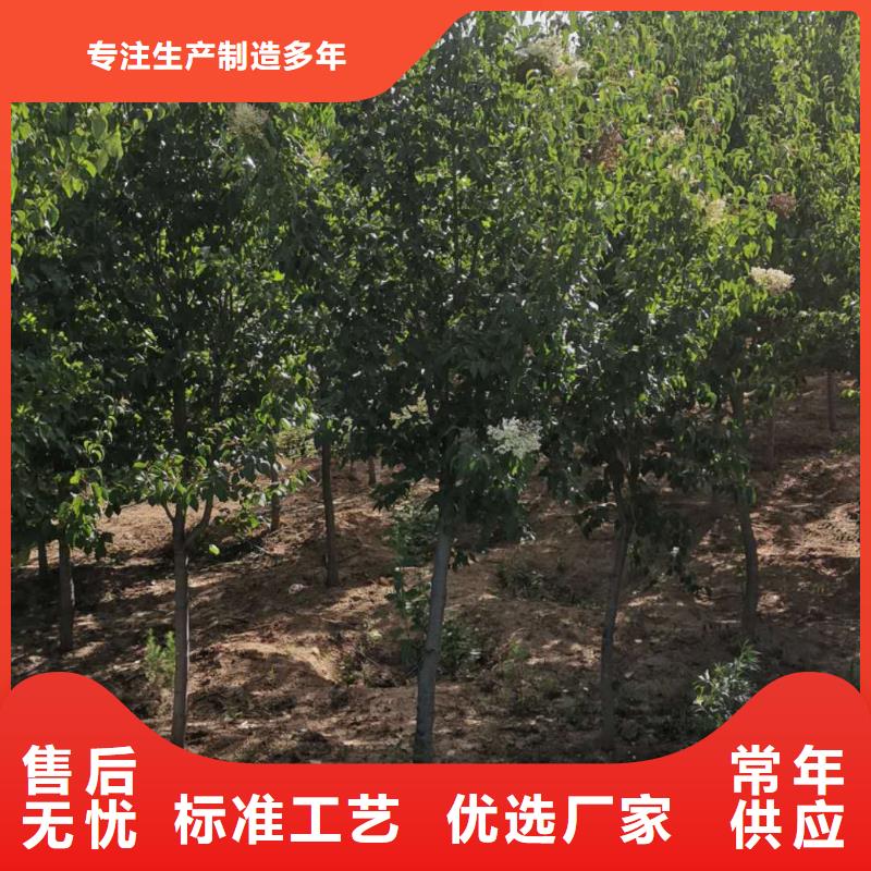 小叶丁香品牌供应商