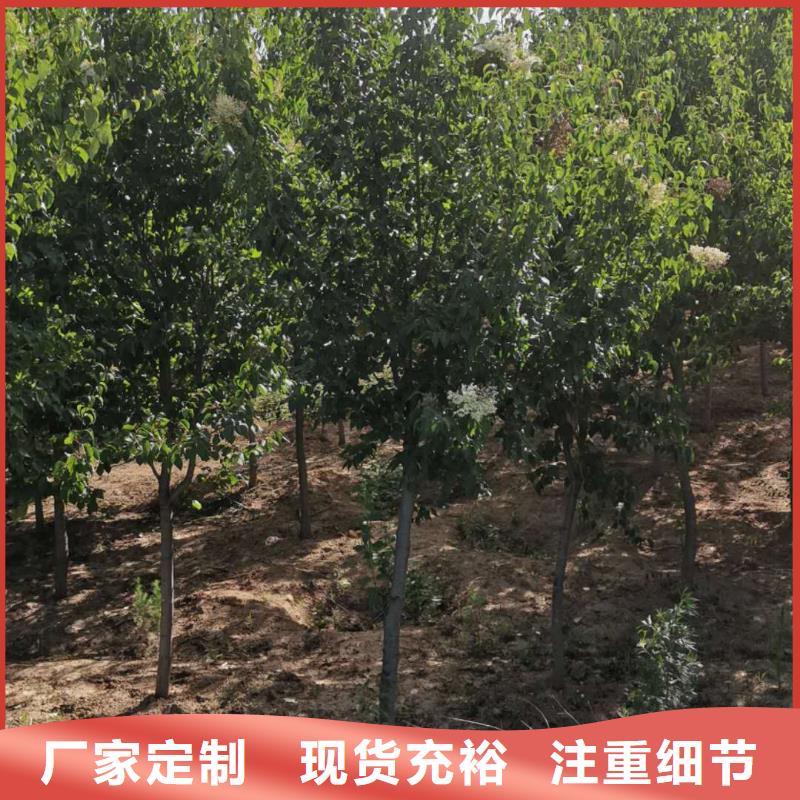 小叶丁香供应商 小叶丁香厂家