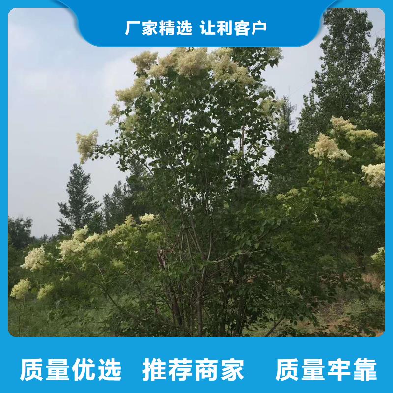 小叶丁香全年低价