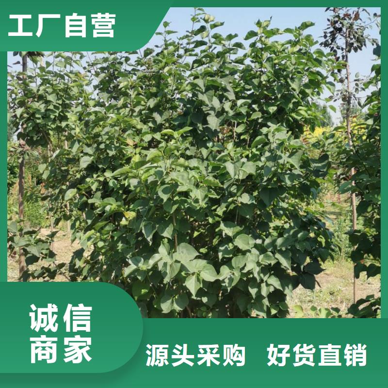 小叶丁香、小叶丁香厂家直销_大量现货