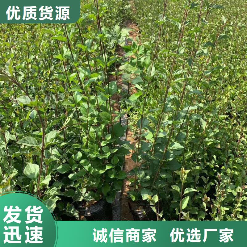 2025出厂价#小叶丁香公司#可配送