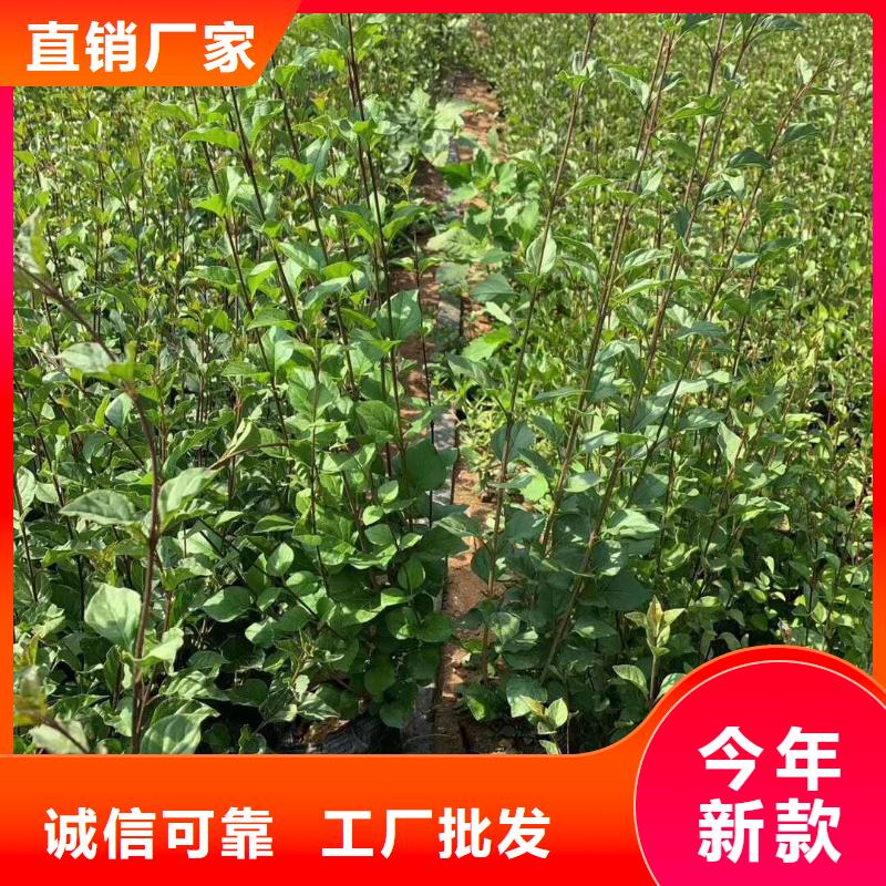 小叶丁香足量供应