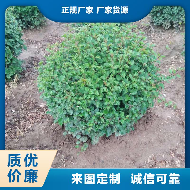 口碑好小叶丁香厂家