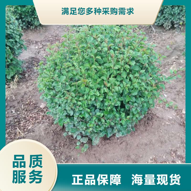 口碑好小叶丁香厂家