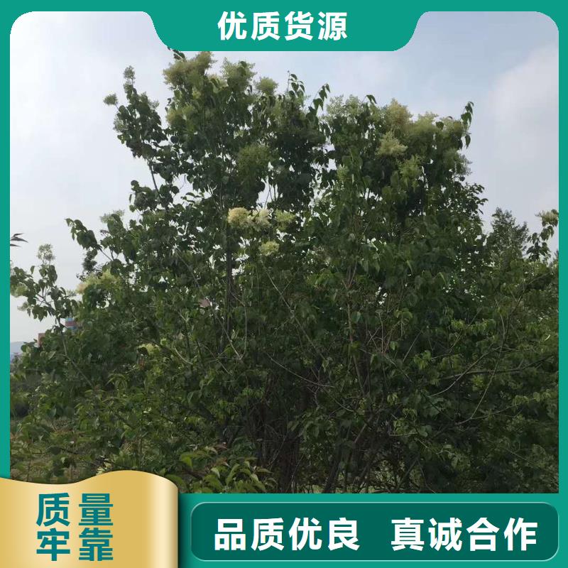 生产小叶丁香_优质厂家