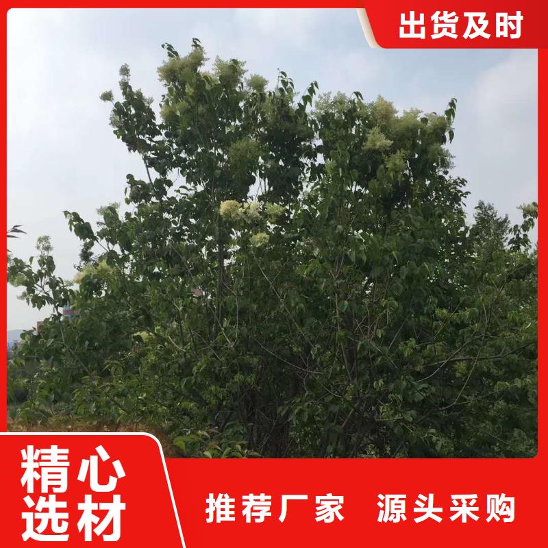 供应小叶丁香现货