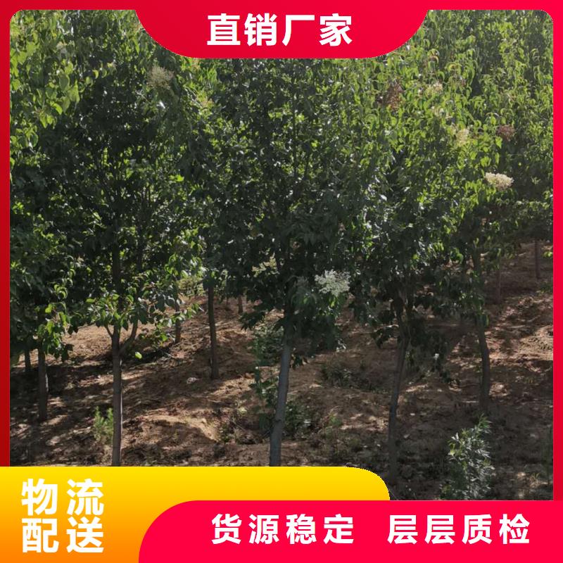 小叶丁香大品牌口碑优