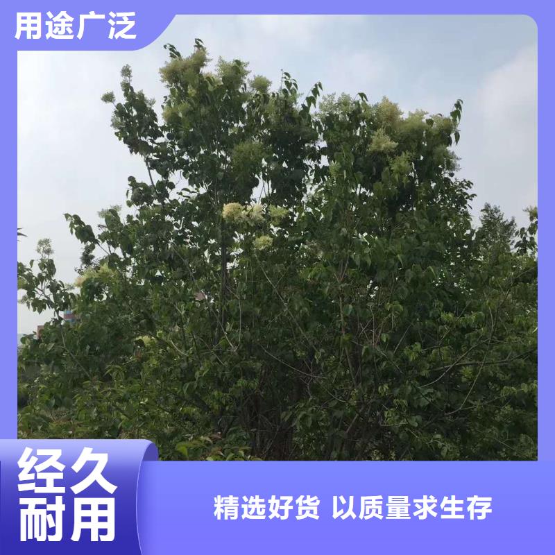 常年供应小叶丁香-品牌