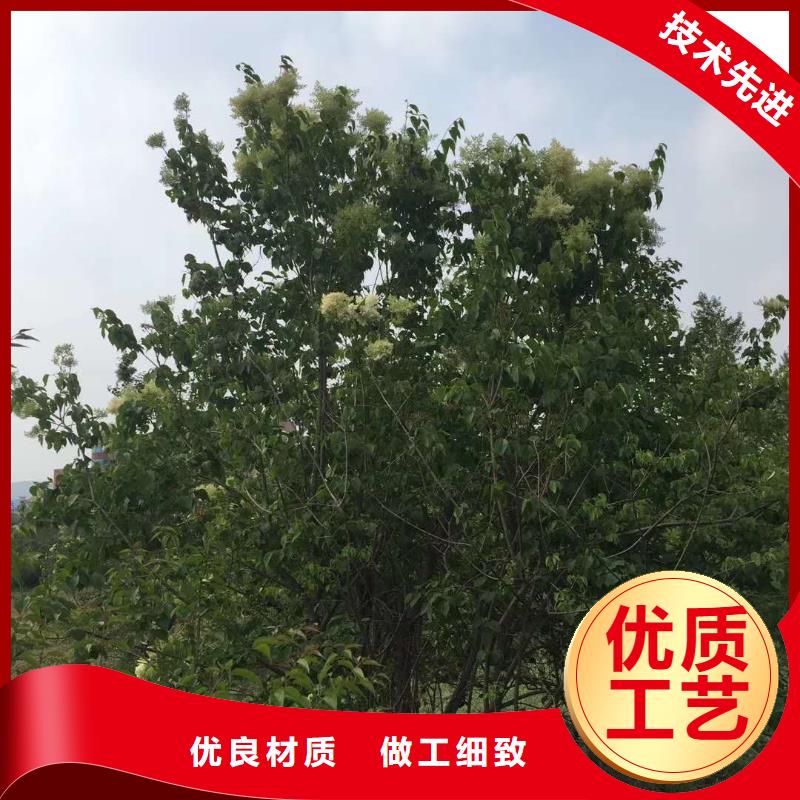 小叶丁香_精益求精