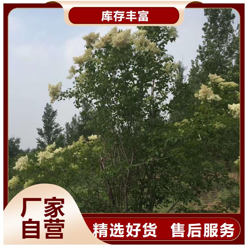 生产小叶丁香_优质厂家