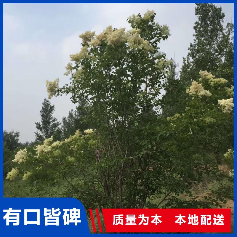 小叶丁香的规格尺寸