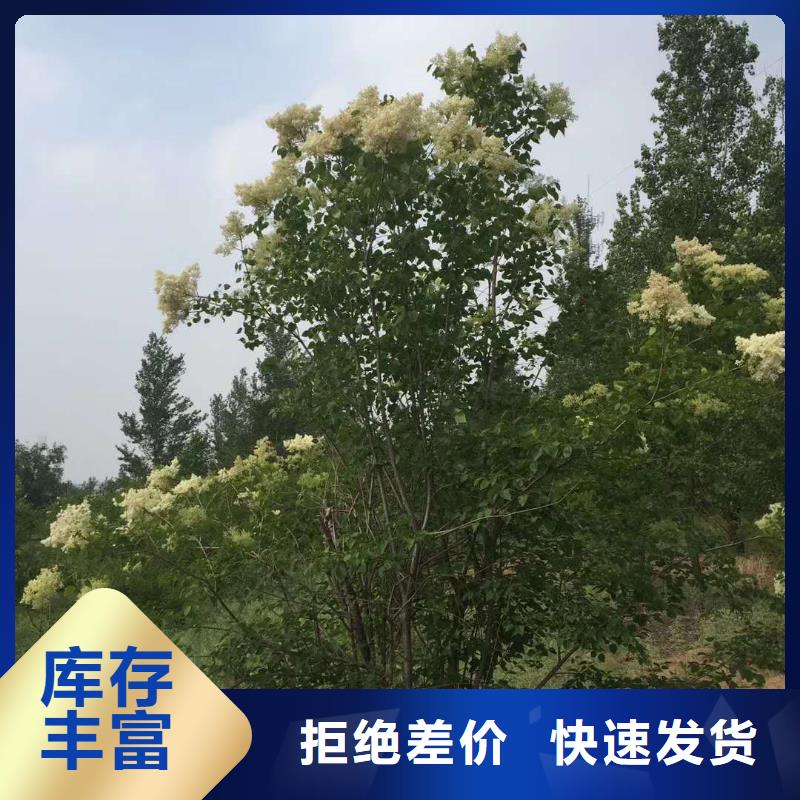 小叶丁香货真价实