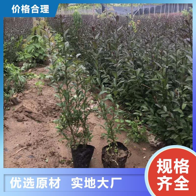 小叶丁香让利新老客户实体诚信经营
