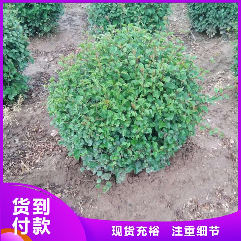 买小叶丁香必看-来电咨询