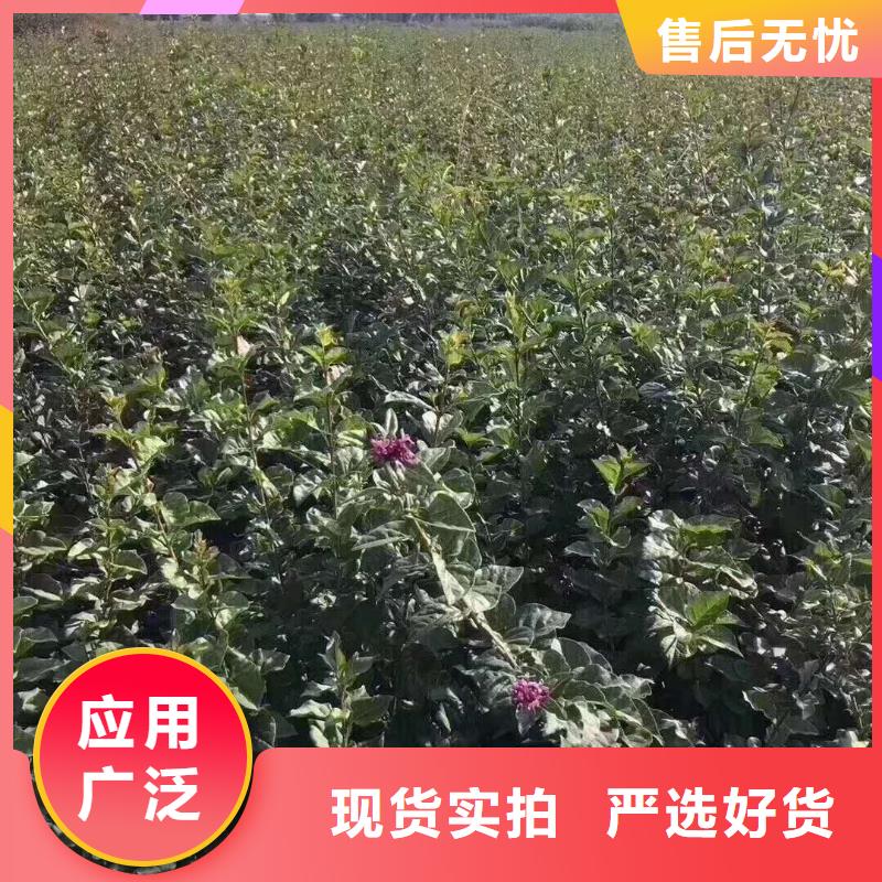 诚信的小叶丁香生产厂家
