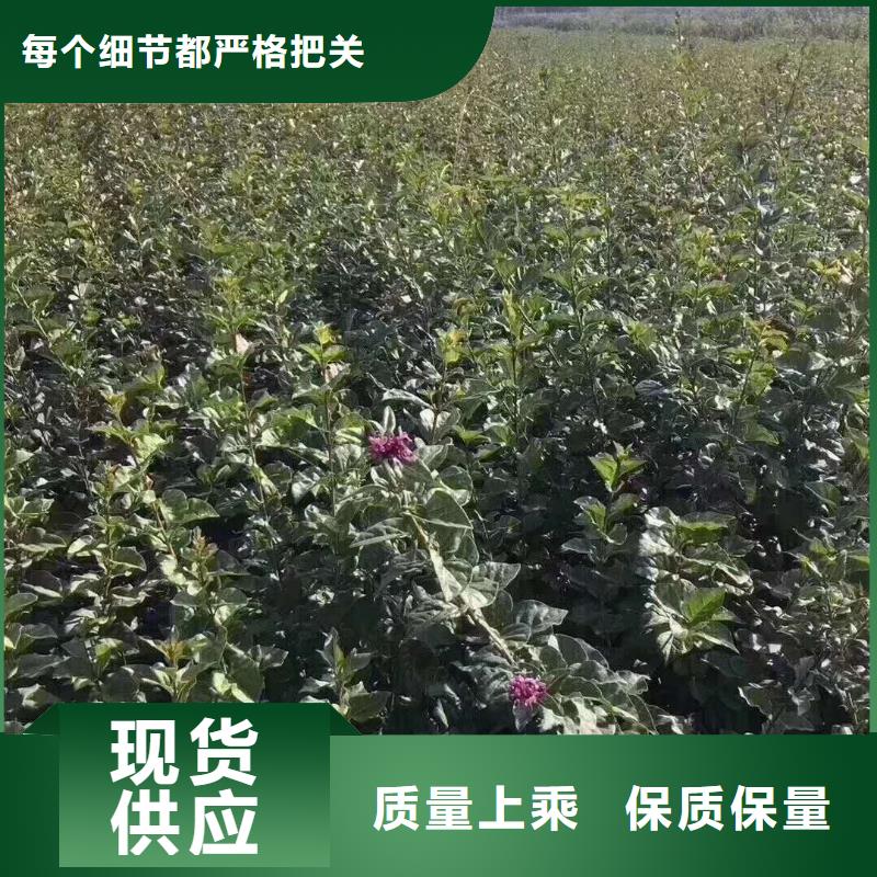 买小叶丁香必看-来电咨询