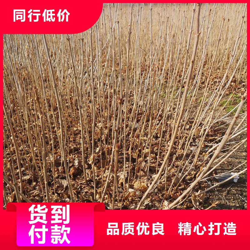 小叶丁香货真价实