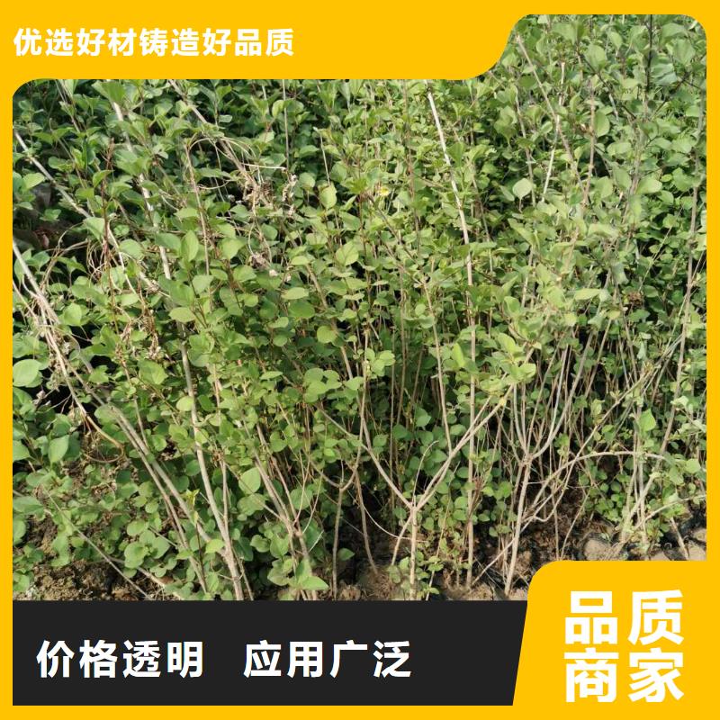口碑好小叶丁香厂家