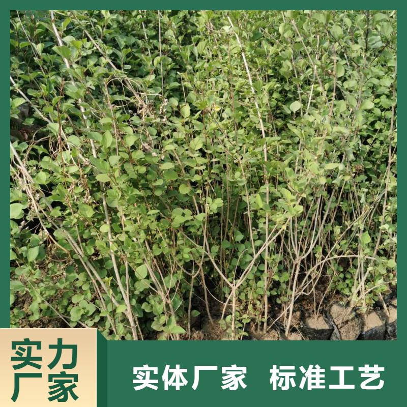 小叶丁香-小叶丁香厂家直销