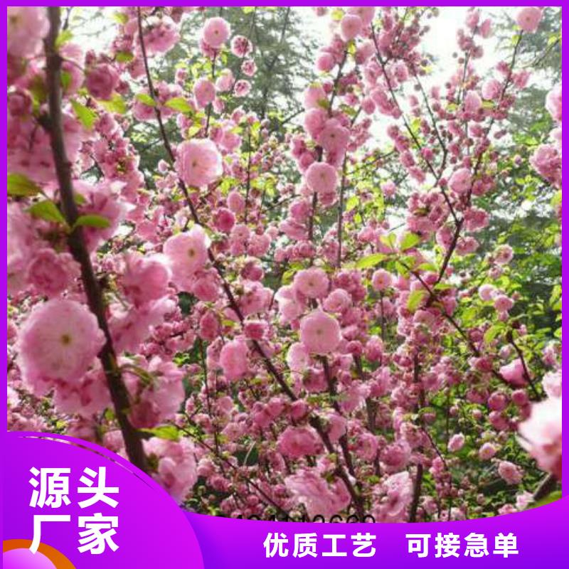 红叶榆叶梅价格资讯