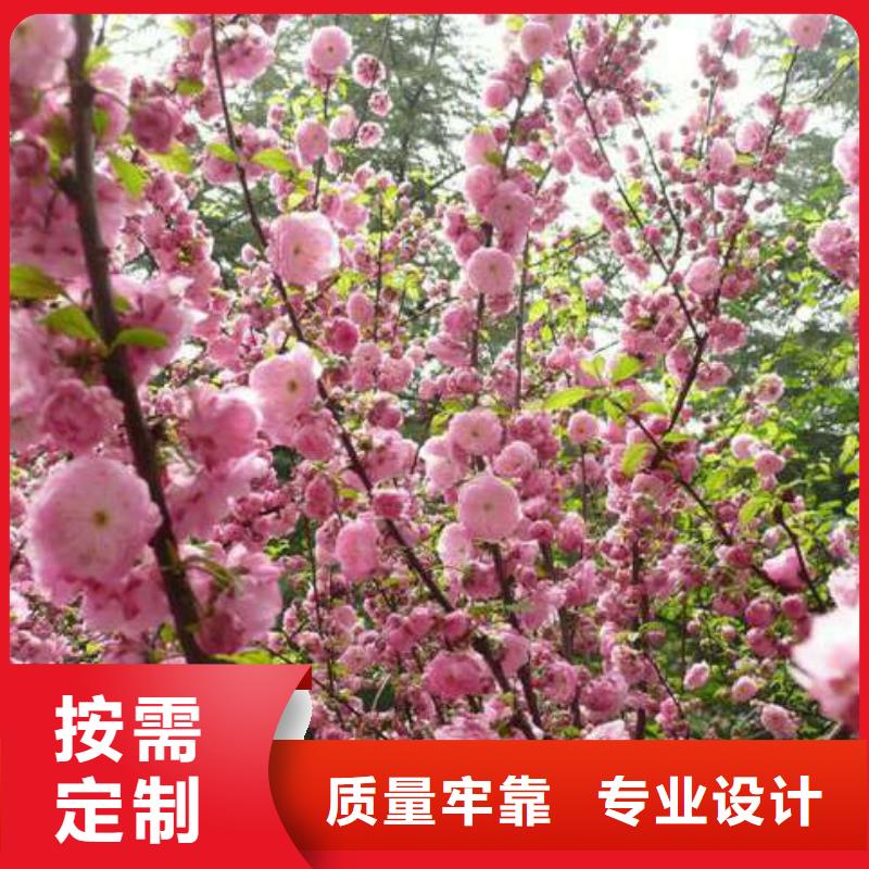 红叶榆叶梅专业生产厂家