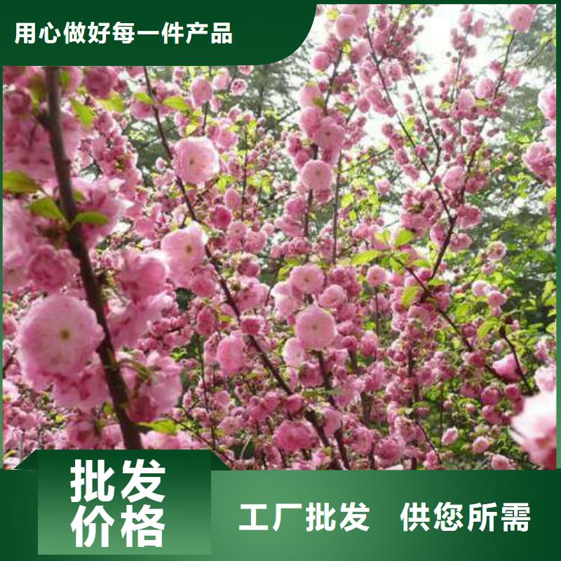 红叶榆叶梅-加工厂家