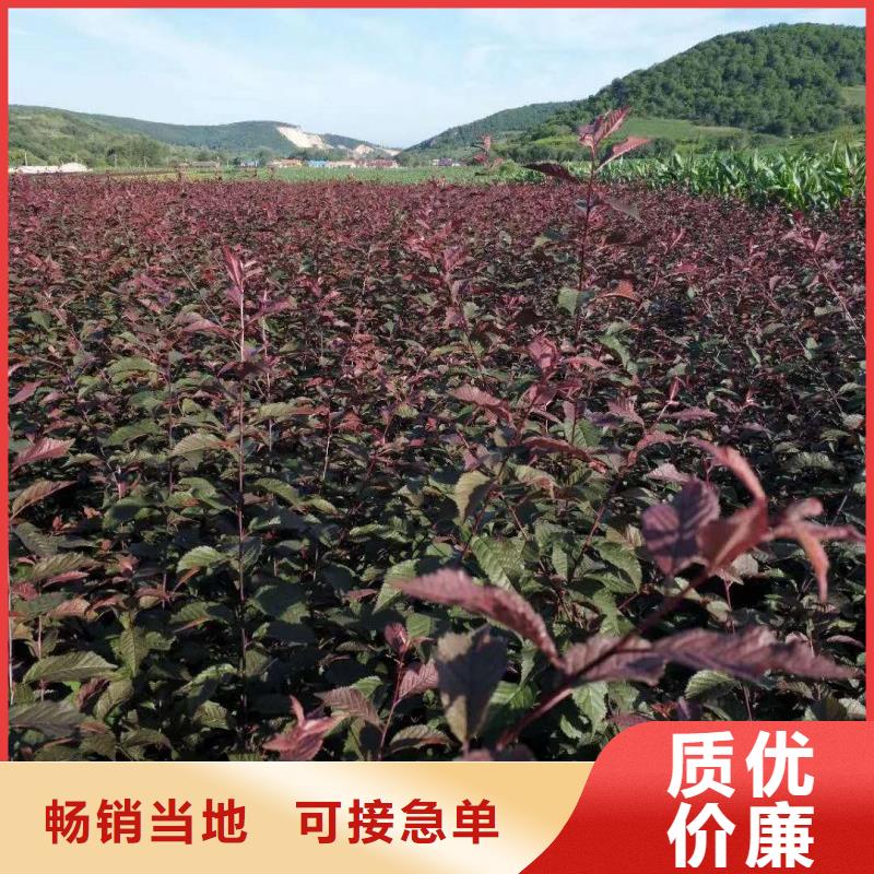 红叶榆叶梅一手货源