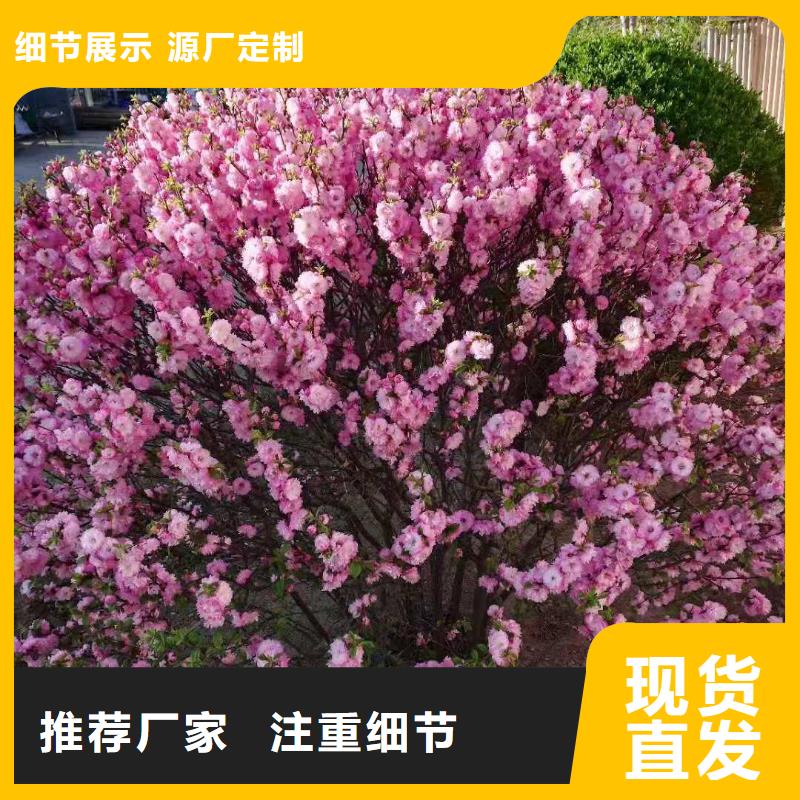 省心：红叶榆叶梅厂家