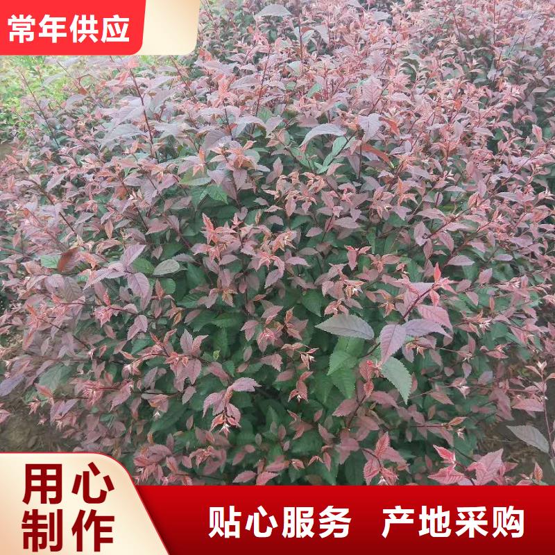 红叶榆叶梅厂家如何选择