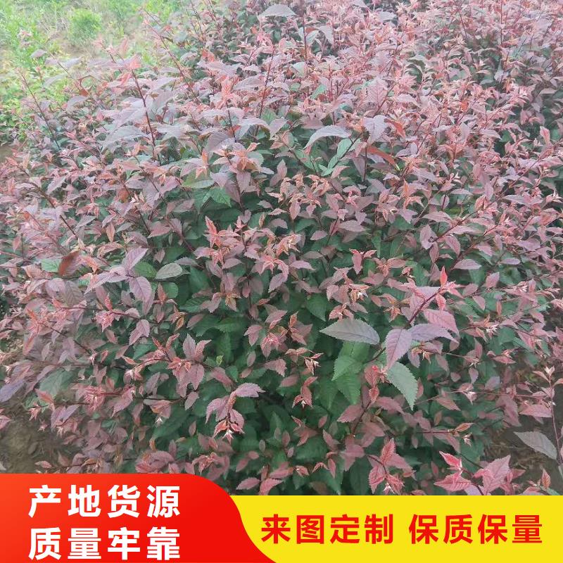 红叶榆叶梅现场安装