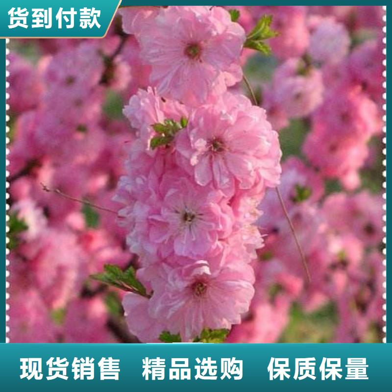 批发红叶榆叶梅_品牌厂家今日新品